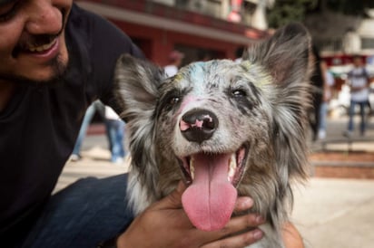 Así como la doble capa de pelo que tienen los perros los protege del frío, también lo hace con el calor, esto siempre y cuando esté libre de pelo muerto. (ESPECIAL)