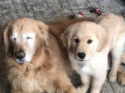 Los perros han alcanzado tal fama que les abrieron una cuenta en Instagram. (INTERNET)