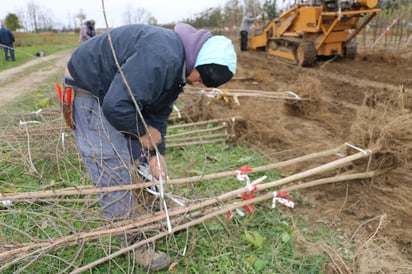 Este año, mediante el Programa de Trabajadores Agrícolas Temporales (PTAT) México prevé enviar a Canadá a 26 mil connacionales, a quienes se les garantizan las mismas prestaciones y trato que a los empleados de ese país, destacó la Secretaría del Trabajo y Previsión Social (STPS). (ARCHIVO)