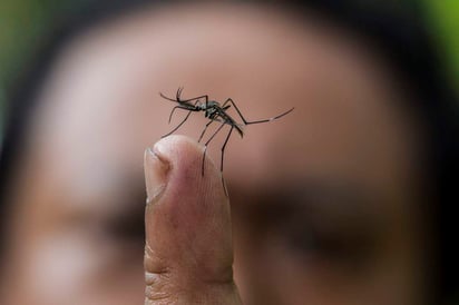 Han descubierto el gen que hace que el mosquito 'Aedes aegypti' detecte los ácidos del olor humano y encuentre así a sus 'víctimas'. (ARCHIVO)