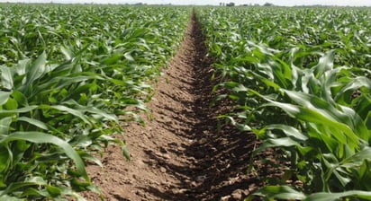 En foro nacional, el titular de la Secretaría de Agricultura y Desarrollo Rural, Víctor Villalobos Arámbula, mencionó que trabajará en unidad con el sector ganadero para impulsar la integración de cadenas productivas regionales sustentables. (ARCHIVO)