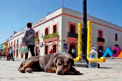 La iniciativa contempla reformas a la Ley Federal de Sanidad Animal. (EL UNIVERSAL)