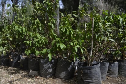 Se ha señalado que además del medio ambiente, habrá productores afectados por el recorte presupuestal a la reforestación.