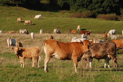 El funcionario explicó que la denuncia la pueden hacer de forma rápida y en un segundo momento acreditar la propiedad de los animales. (ARCHIVO)