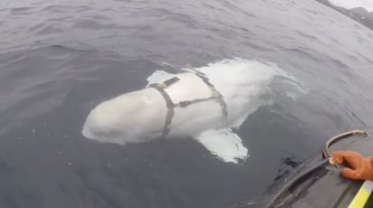 'Equipo San Petersburgo' estaba escrito en la correa del arnés que traía la ballena beluga. (TWITTER)