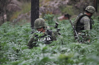 En varias ocasiones se ha destacado que Durango es una de las entidades con la mayor producción de marihuana en el clandestinaje.