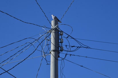 La diputada perredista, Mónica Almeida alertó que la Comisión Federal de Electricidad (CFE) enfrenta diversas adversidades para mantener su rentabilidad financiera como empresa, tales como el robo de energía, que de acuerdo con estimaciones sólo en seis meses ha representado más de 25 mil millones de pesos perdidos. (EL SIGLO DE TORREÓN)