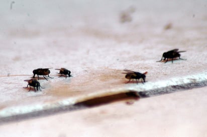 Busca Sader evitar que la plaga de la mosca del Mediterráneo se propague por el territorio mexicano.