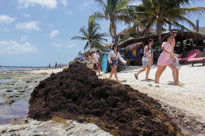 El presidente de México, Andrés Manuel López Obrador, anunció que apoyará a las autoridades locales y al sector turístico en el combate contra el sargazo, una alga que está cubriendo las playas del Caribe mexicano. (ARCHIVO)