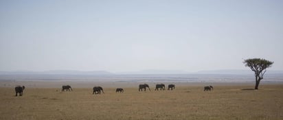 El planeta ha lanzado ya su voz de alarma: un millón de especies animales y vegetales se encuentran en riesgo de extinción, muchas en las próximas décadas, a menos que haya un cambio radical en los métodos de producción y consumo, según advierte el mayor informe sobre biodiversidad hasta la fecha. (ARCHIVO)