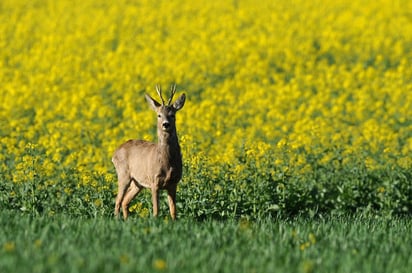 La máxima casa de estudios dio a conocer en un comunicado los resultados de un estudio que el especialista publicó en “Science Advances”, y en la que precisa que de 1970 a 2015 el 70 por ciento de individuos de especies de animales silvestres como elefantes, jirafas, rinocerontes, tortugas, peces, entre otros, se perdió. (ARCHIVO)