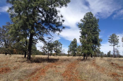 Pueblo Nuevo y Durango son los municipios afectados por las tres plagas en bosques de la entidad. (ARCHIVO)