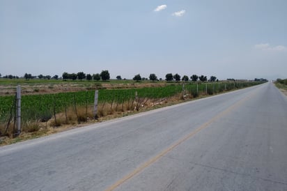 La parte sembrada está apenas a unos metros de la carretera ocupa más de 10 metros de ancho y varios cientos de metros de largo. (EL SIGLO DE TORREÓN) 