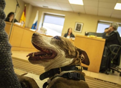 Se espera que el caso despierte conciencia sobre el problema del maltrato animal. (INTERNET)