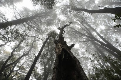 Una nueva investigación internacional, liderada por la Universidad de Cambridge, descubrió que conforme aumentan las temperaturas, los árboles crecen a mayor velocidad pero tienden a morir más jóvenes. (ARCHIVO)