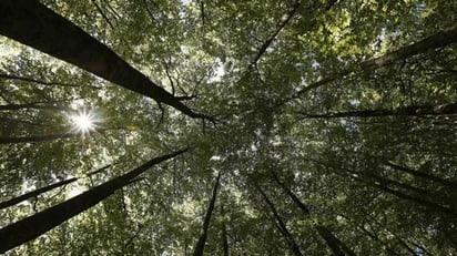 Conforme aumentan las temperaturas, los árboles crecen a mayor velocidad pero tienden a morir más jóvenes. (ARCHIVO)