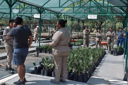 El vivero de Peñoles produce al año algunos 70 mil árboles que regala a las personas que diariamente acuden a solicitar. (MARY VÁZQUEZ)