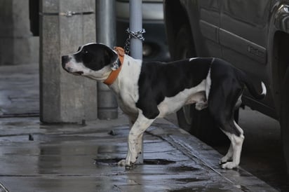 El Hospital Veterinario desempeñará funciones con 12 personas encargadas del área administrativa y operativa. (EL SIGLO DE TORREÓN)