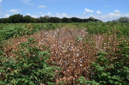 Según el programa de cultivos para este año, de las 64 mil hectáreas que se atienen cada ciclo, el 50 por ciento corresponde a los forrajes de maíz y sorgo. (ARCHIVO)