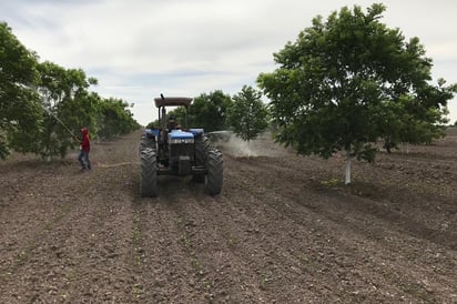 El fruto ocupa el 13° lugar entre bienes agroalimentarios del país que más divisas capta por su venta y más por la variedad pecanera. (EL SIGLO DE TORREÓN)