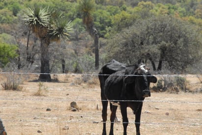 El Gobierno del Estado de Durango realiza gestiones ante la Secretaría de Agricultura y Desarrollo Rural (Sader) para que Durango pueda ser incluido entre las entidades federativas consideradas como zonas prioritarias. (ARCHIVO)