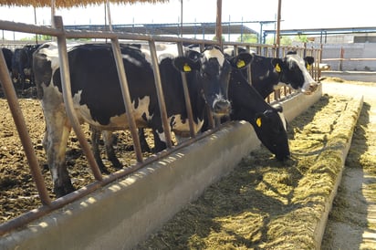 El representante de los productores de leche aseguró que también en Liconsa hay corrupción, pues era 'caja chica' del Gobierno. (ARCHIVO)