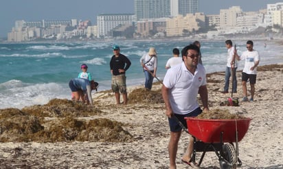 Existen condiciones que seguirán acarreando sargazo, en intensidad moderada a muy alta, hacia la costa central y sur de Quintana Roo, al menos por las próximas 72 horas, informó esta mañana la Red de Monitoreo del Sargazo Cancún. (ARCHIVO)