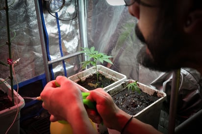 El año pasado la SCJN autorizó dos amparos para el cultivo y consumo de la marihuana, pero aún no está legalizada. (EL SIGLO DE TORREÓN)