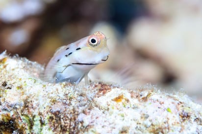 Desempeñan un papel crucial en la diversidad y productividad de los arrecifes coralinos que habitan. (EFE)