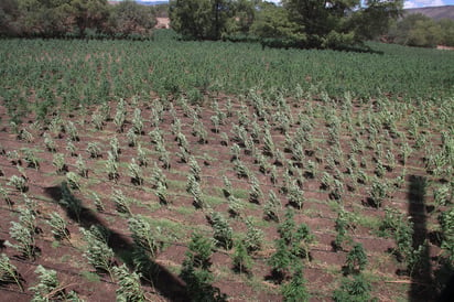 Durango se encuentra en el conocido como Triángulo Dorado, área de cultivo de la marihuana y de amapola. (EL SIGLO DE TORREÓN)