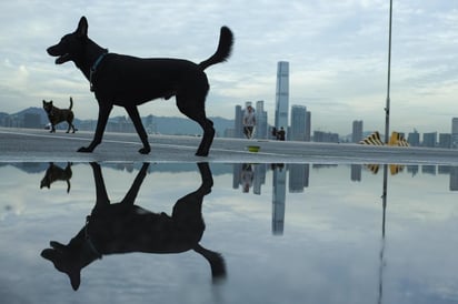 La licenciatura de cuatro años en “adiestramiento y manejo canino” se abrirá oficialmente en los próximos meses en la Universidad Estatal de Nueva York en Cobleskill, mientras crece la demanda de perros entrenados para detectar amenazas a la seguridad y ayudar a los militares que regresan de sus misiones en Irak y Afganistán. (EFE)