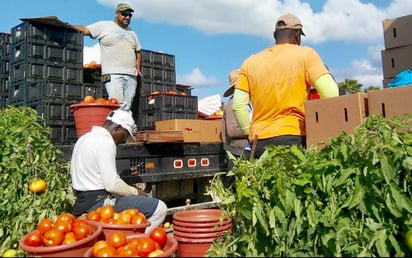 La industria mexicana del tomate enfrentará una 'fuerte turbulencia” que la llevará a encarecer el producto, reducir la producción y perder empleos a nivel nacional, como consecuencia del arancel de 17.5 por ciento que le impuso Estados Unidos. (ARCHIVO)