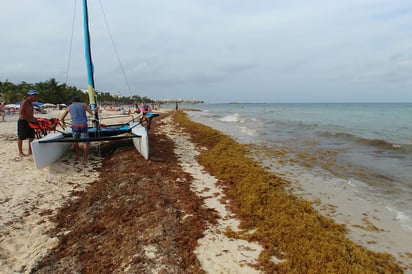 Así lo reporta su informe 'Invasión de sargazo en el Caribe implica riesgo por cambio climático para el turismo e ingresos', el cual señala que el sargazo representa un riesgo inmediato y a largo plazo para el turismo mexicano. (EL UNIVERSAL)