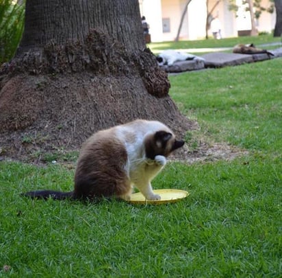 El vocero de Presidencia aseguró hay un aprecio de los trabajadores y 'aquí todo mundo quiere a los gatos y se les da de comer porque son parte de los habitantes de Palacio'. (TWITTER)