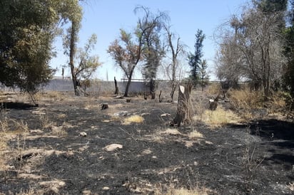 Las actividades de reforestación se desarrollarán a partir de las 9:00 horas del próximo cinco de junio. (EL SIGLO DE TORREÓN/CLAUDIA LANDEROS)