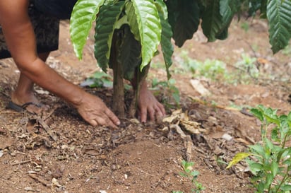 Centroamérica tiene al menos 600 mil pequeños productores de café y son ellos quienes tienen problemas severos por el impacto de las plagas en los plantíos. (ARCHIVO)