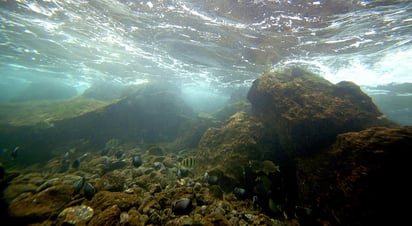 Desarrollaron un dispositivo que permite monitorear, de manera individual y no invasiva, el comportamiento de los peces. (ARCHIVO)