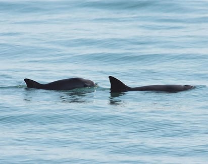 Sólo unas diez vaquitas siguen vivas, aunque existe un 95 por ciento de probabilidad de que el valor verdadero comprenda entre seis y 22 ejemplares. (ARCHIVO)