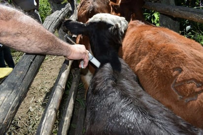 En la Unión Ganadera Regional están desesperados porque la federación no libera los recursos para el programa de Sanidad Animal. (EL SIGLO DE TORREÓN)