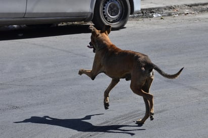 También las mascotas pueden sufrir de un golpe de calor. (ARCHIVO)