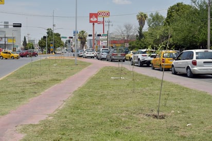 Más de 600 árboles fueron reforestados este fin de semana. (EL SIGLO DE TORREÓN)