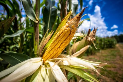 Podría ayudar a los agricultores a acelerar el crecimiento de ciertos cultivos. (ARCHIVO)