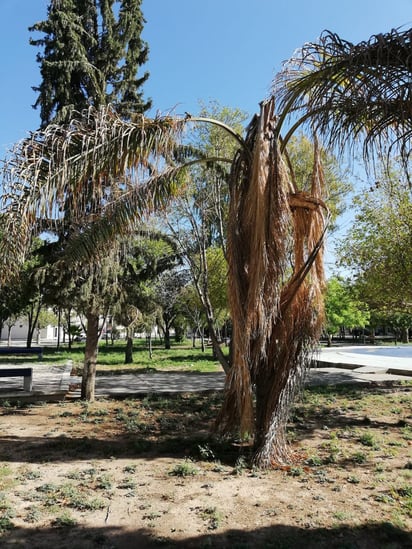 Algunos árboles ya se secaron y algunas áreas ya lucen sin pasto, debido al poco riego que reciben. (CUAUHTÉMOC TORRES)