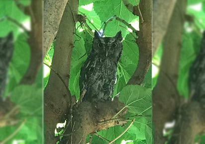 Este es uno de los búhos reales americanos en el árbol de moras que escogió como vivienda. (EL SIGLO COAHUILA)