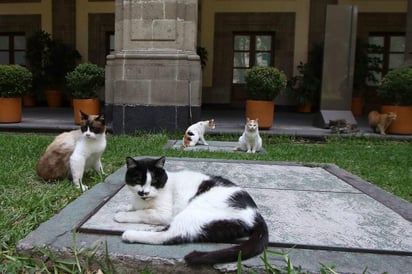 La Facultad de Medicina Veterinaria y Zootecnia de la Universidad Nacional Autónoma de México (UNAM) comenzó este lunes la revisión médica de los gatos que habitan en Palacio Nacional, como parte del plan de bienestar animal en el que colaborarán. (ARCHIVO)