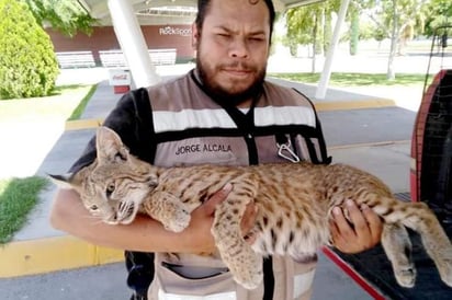 El felino fue capturado en la escuela, después de un año de su búsqueda, pues se había reportado varias veces. (EL SIGLO DE TORREÓN)