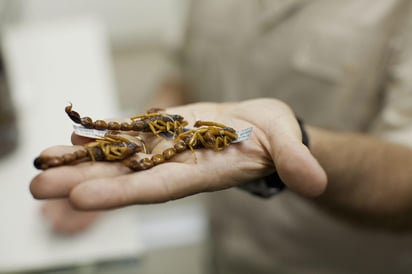 Los expertos del Instituto de Biotecnología aislaron, produjeron y patentaron dos compuestos capaces de combatir cepas de este padecimiento y al estafilococo dorado. (ARCHIVO)