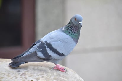 Aunque no parece una gran infracción, las autoridades dicen que los vecinos no deben alimentar palomas. (INTERNET)