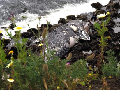 Están muriendo tantas ballenas grises en la costa occidental de Estados Unidos que los científicos y voluntarios que lidian con los cadáveres quieren utilizar playas privadas para que estos gigantes del océano puedan descomponerse en paz. (ARCHIVO)