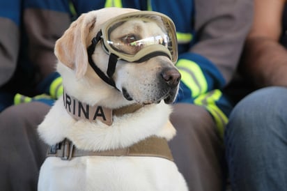 En el marco del Día Internacional del Rescatista, la Secretaría de Marina (Semar) anunció el retiro de la perrita rescatista 'Frida'. (NOTIMEX)